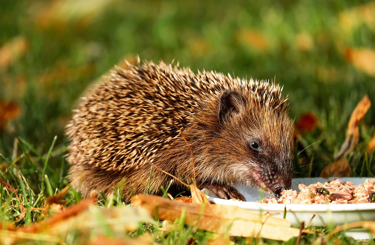 The Best Practices for Grooming and Bathing Small Animals